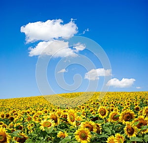 Sunflower field