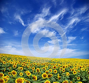 Sunflower field