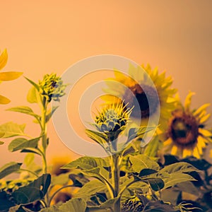 Sunflower field