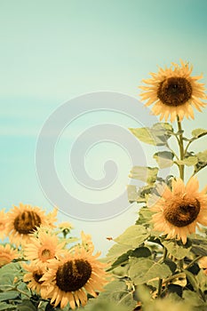 Sunflower field