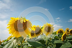 Sunflower field