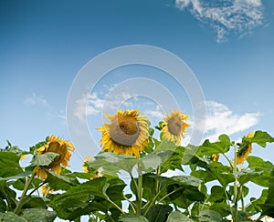 Sunflower field