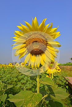 Sunflower in the field