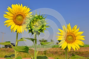 Sunflower in the field