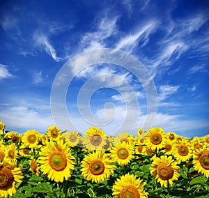 Sunflower field