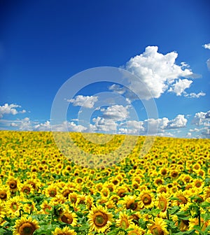 Sunflower field