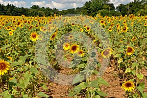 Sunflower field