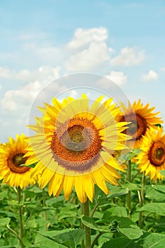 Sunflower field