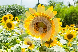 Sunflower field