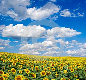 Sunflower field