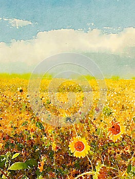 Sunflower field