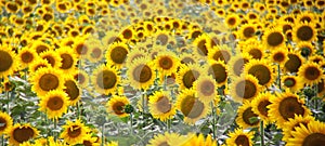 Sunflower field in Abony, Hungary
