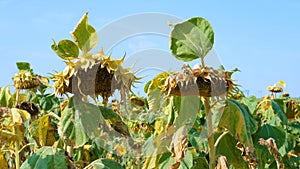 Sunflower field affected by drought.