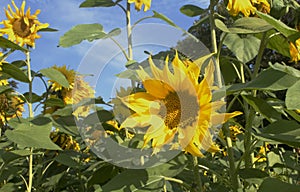 Sunflower field against a blue sky