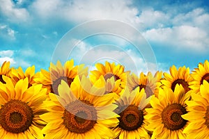 Sunflower field