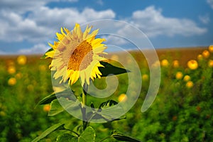 Sunflower in a field against a blue sky