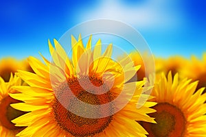 Sunflower field against blue sky