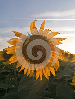 Sunflower in the field against the evening sky.