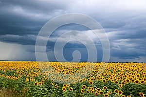 Sunflower field against a stormy sky background