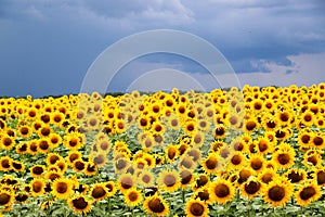 Sunflower field against a stormy sky background