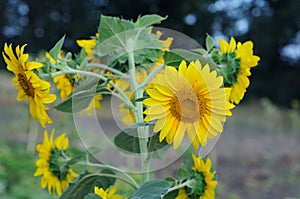 Sunflower in a field against a tree background