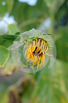 Sunflower in a field against a tree background