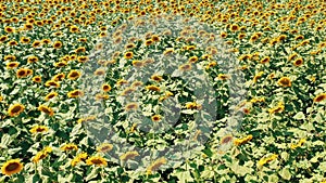 Sunflower field. Agriculture concept, sunflower crop field.