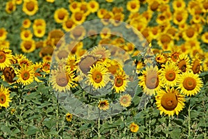 Sunflower field in autumn