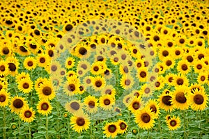 Sunflower field background