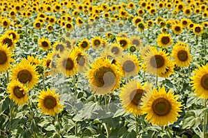 Sunflower field background