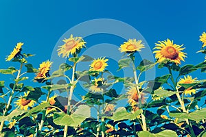 Sunflower field on background blue sky