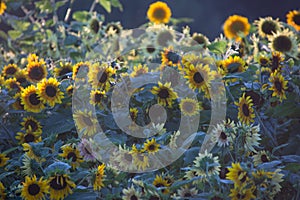 Sunflower field background with various colored sunflowers in golden hour sun