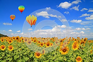Sunflower field and Balloon