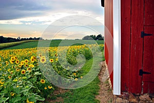 Sunflower Field & Barn