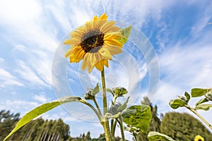 Sunflower in the field basking in the sun