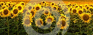 Sunflower field bathed in golden light of the setting sun - panorama