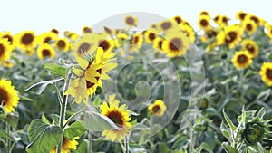 Sunflower field. Beautiful footage of sunflowers field