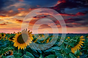 Sunflower field in a beautiful sunset, sunlight and clouds