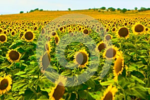 sunflower field