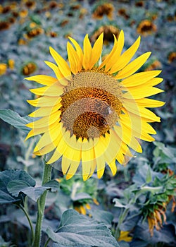 Sunflower field with bee in the morning.