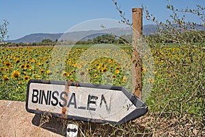 Sunflower field Binissalem roadpost photo