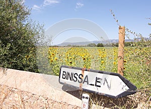 Sunflower field Binissalem roadpost photo