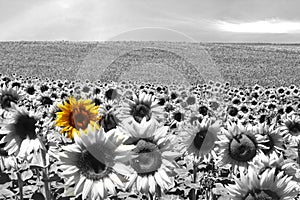 Sunflower field black & white