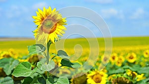 Sunflower field in bloom on blue sky background. Copy space