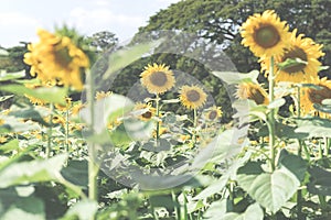 Sunflower field in bloom. Sunny countryside scenery