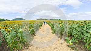 Sunflower field blooming bright yellow Natural scenery atmosphere Suitable for travel and photography.