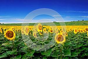 Sunflower field with blue skies
