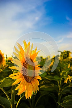 Sunflower in the field with blue sky