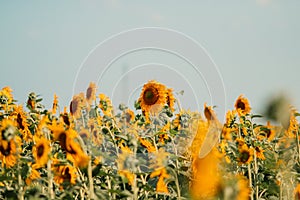 Sunflower field and blue sky