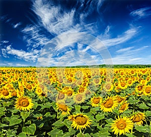 Sunflower field and blue sky